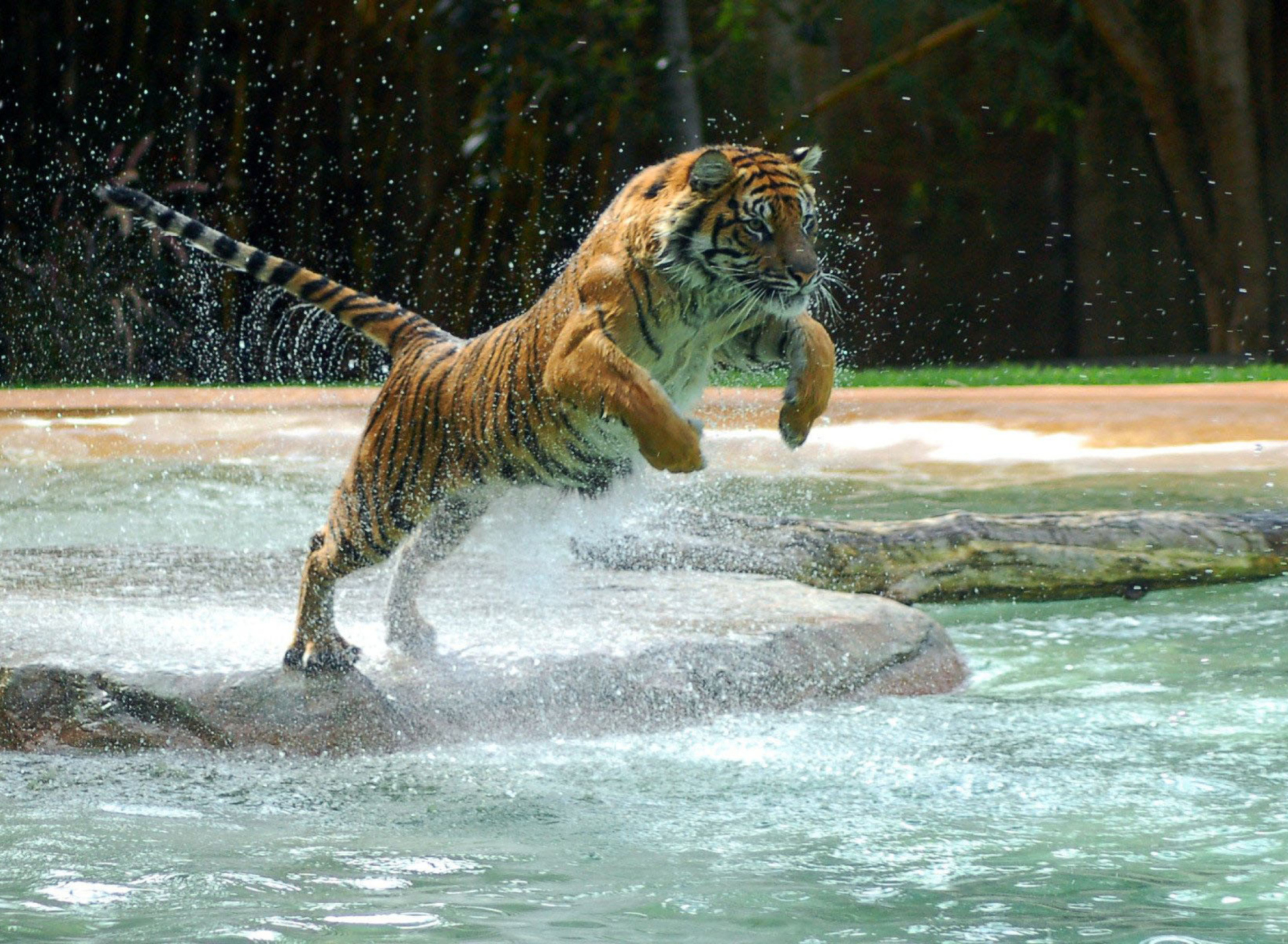 Sfondi Powerful Animal Tiger 1920x1408
