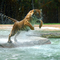 Das Powerful Animal Tiger Wallpaper 208x208