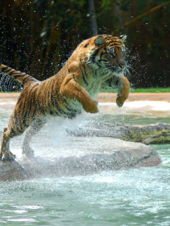 Fondo de pantalla Powerful Animal Tiger 240x320