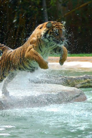 Fondo de pantalla Powerful Animal Tiger 320x480