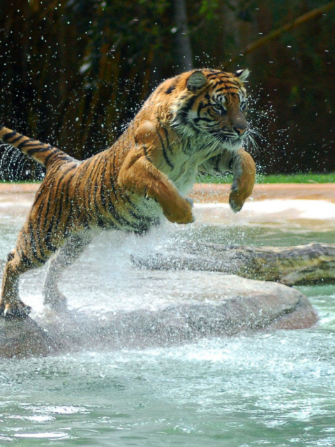 Powerful Animal Tiger screenshot #1 480x640