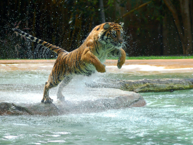 Обои Powerful Animal Tiger 640x480