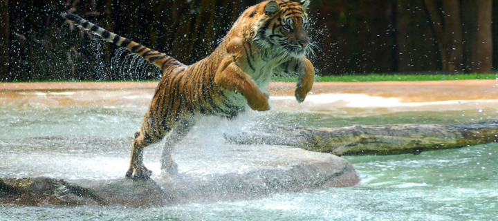 Powerful Animal Tiger screenshot #1 720x320