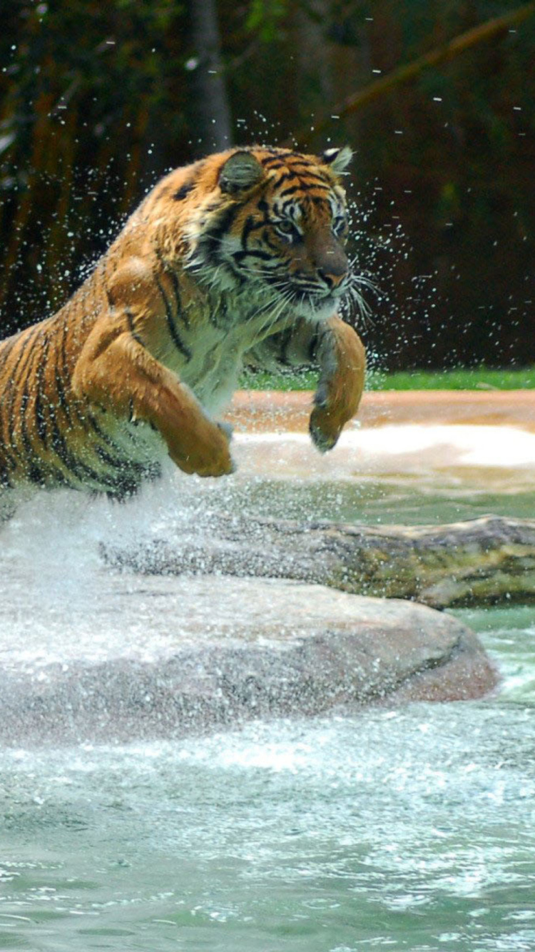 Sfondi Powerful Animal Tiger 750x1334