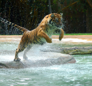 Powerful Animal Tiger - Obrázkek zdarma pro 208x208