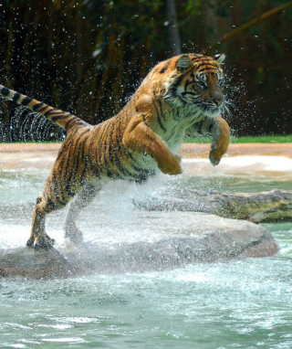 Powerful Animal Tiger - Obrázkek zdarma pro Nokia Asha 306