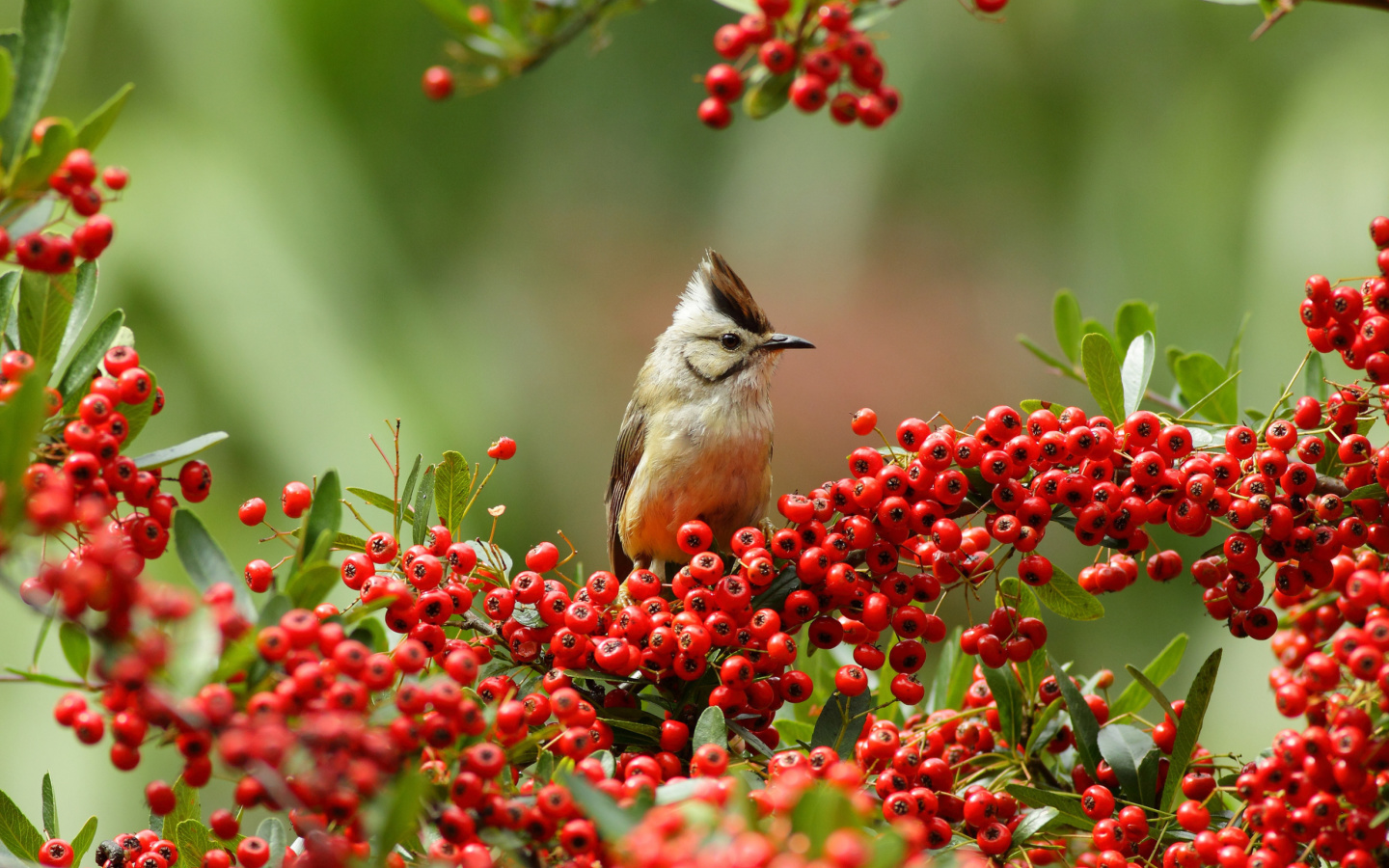 Screenshot №1 pro téma Bird in Pyracantha berries 1440x900