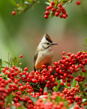 Bird in Pyracantha berries wallpaper 176x220