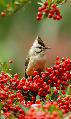 Das Bird in Pyracantha berries Wallpaper 240x400