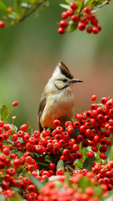 Das Bird in Pyracantha berries Wallpaper 360x640