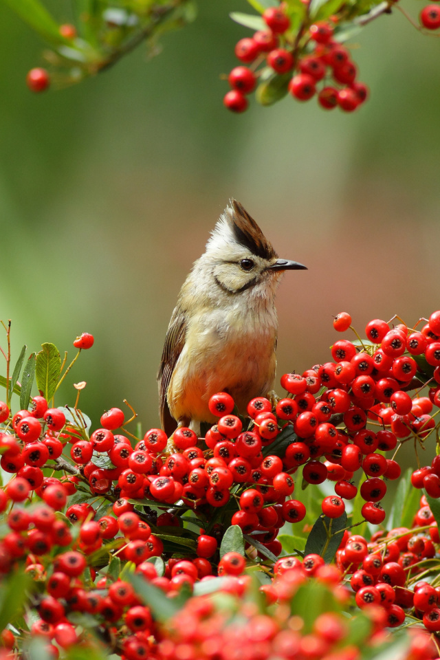 Fondo de pantalla Bird in Pyracantha berries 640x960