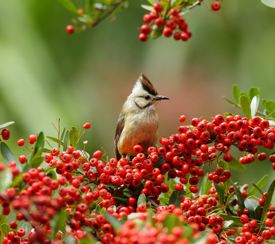 Bird in Pyracantha berries wallpaper 960x854