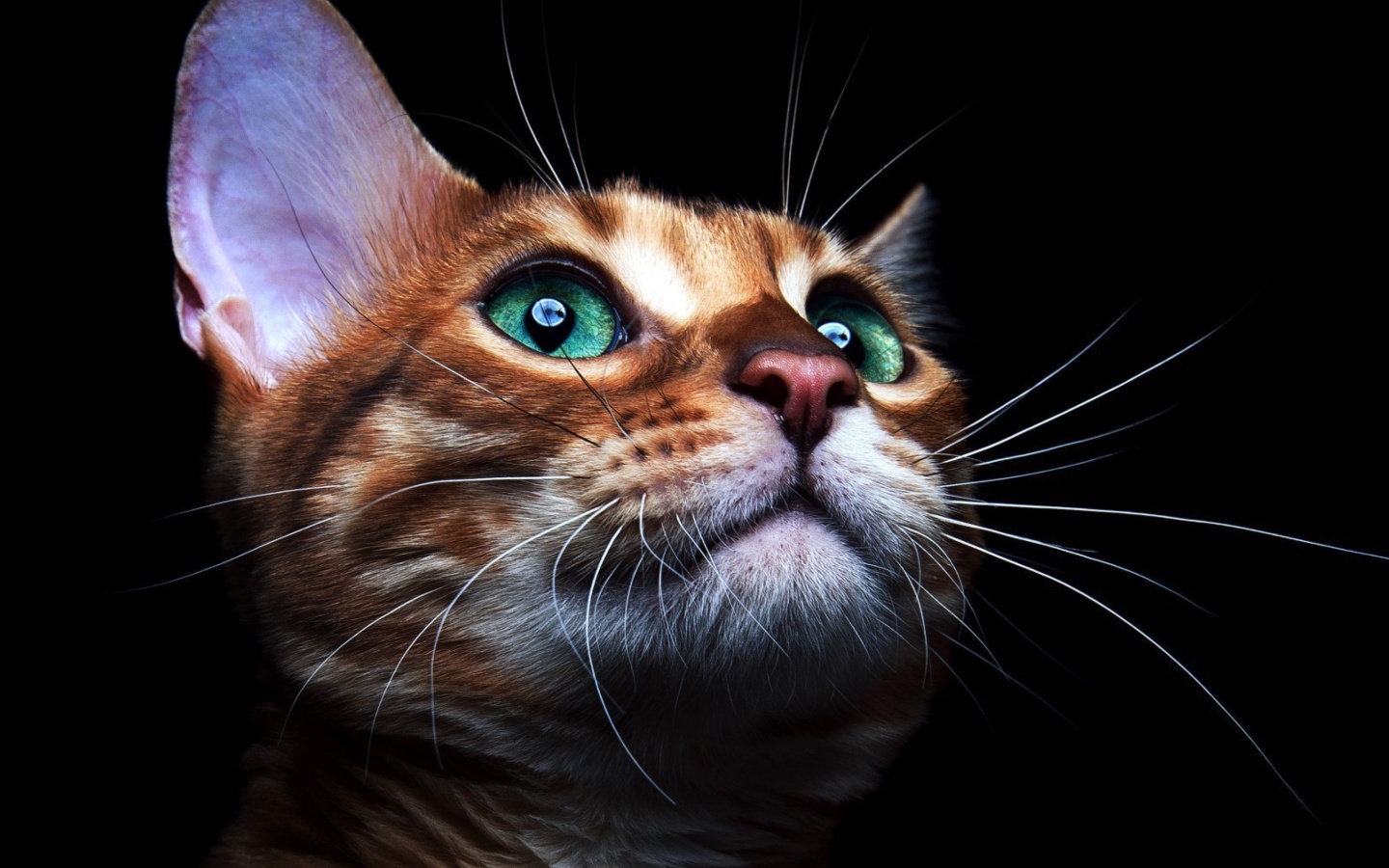 Das Sad Kitten Wallpaper 1440x900
