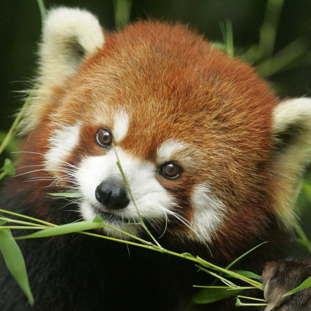 Das Red Panda Wallpaper 1024x1024