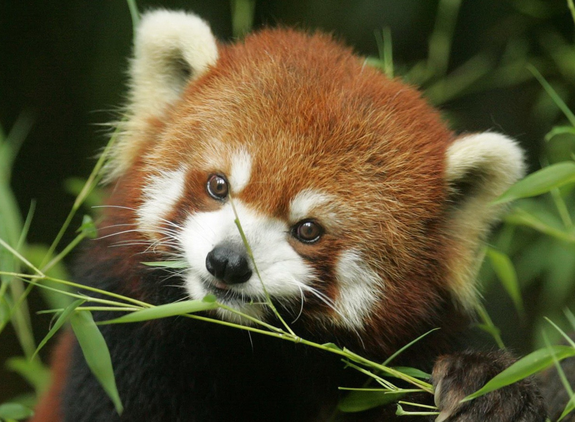 Sfondi Red Panda 1920x1408