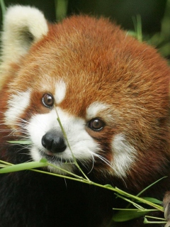 Sfondi Red Panda 240x320