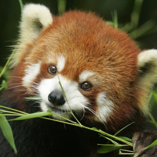 Red Panda sfondi gratuiti per iPad mini