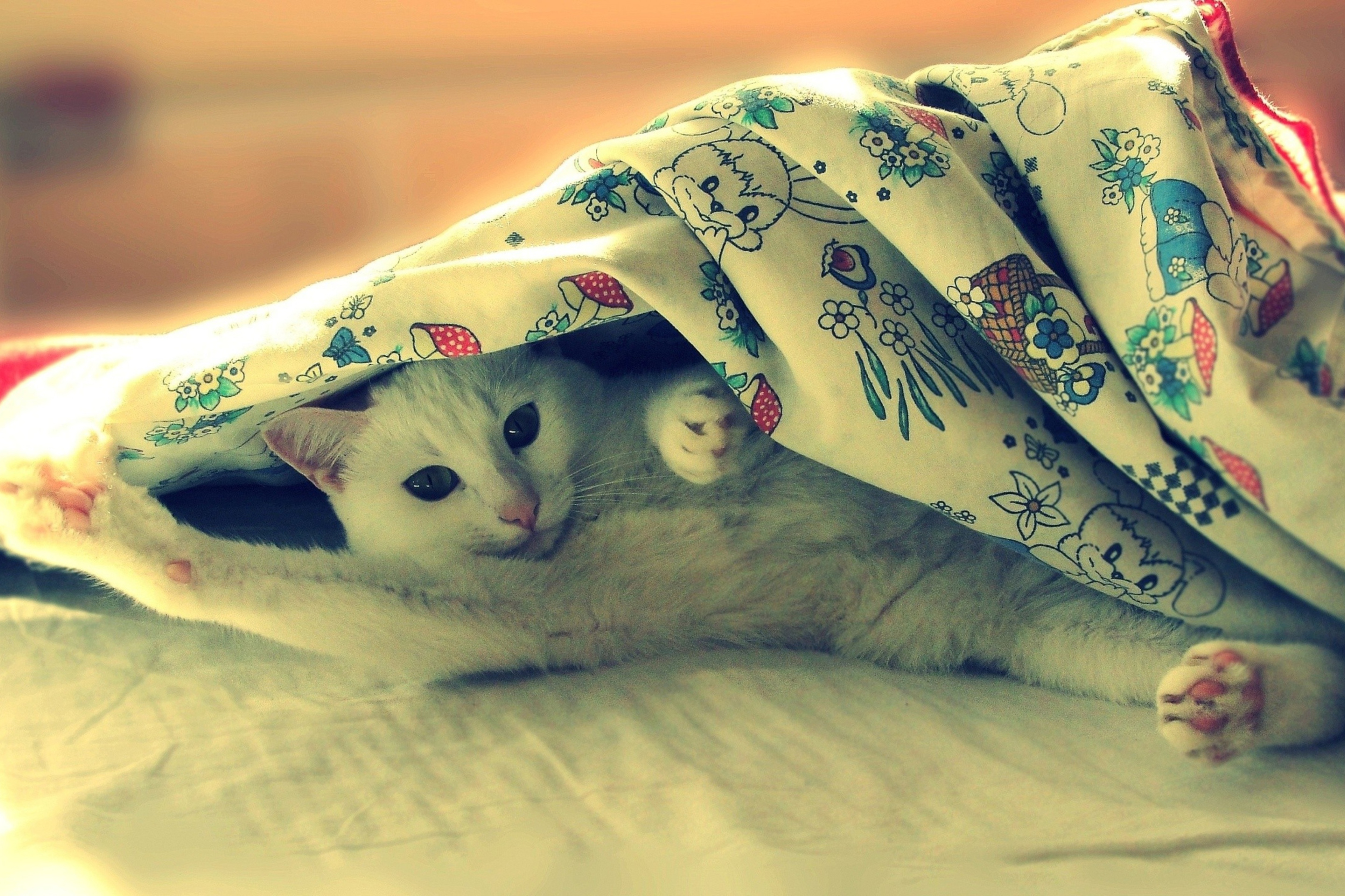 Под одеяльце. Котик под одеялом. Котенок лежит под одеялом. Кошка в одеяле. Котик под пледом.