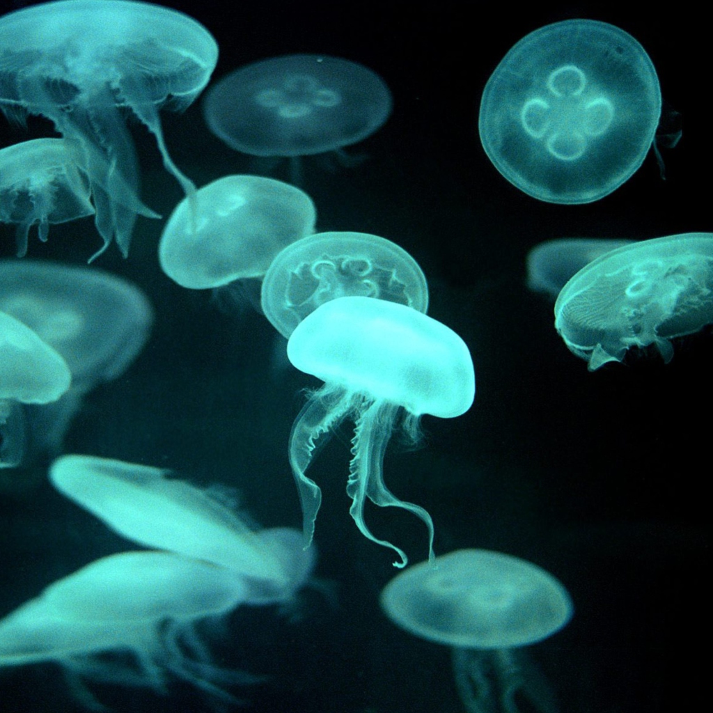 Sfondi Jellyfish 1024x1024