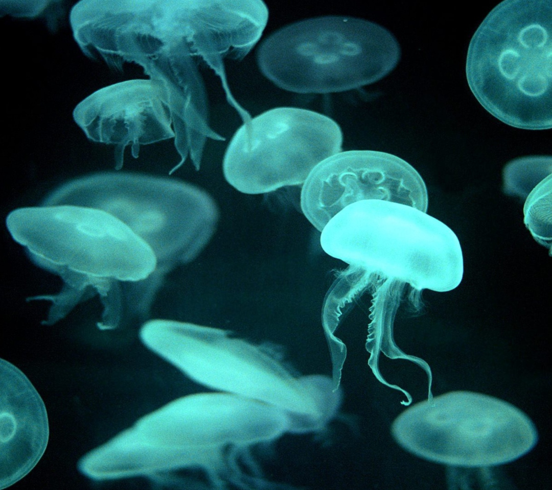 Jellyfish screenshot #1 1080x960