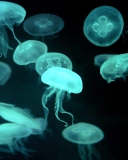 Sfondi Jellyfish 128x160