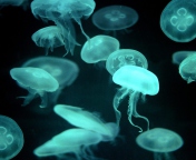 Fondo de pantalla Jellyfish 176x144