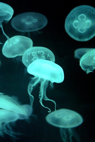Sfondi Jellyfish 320x480