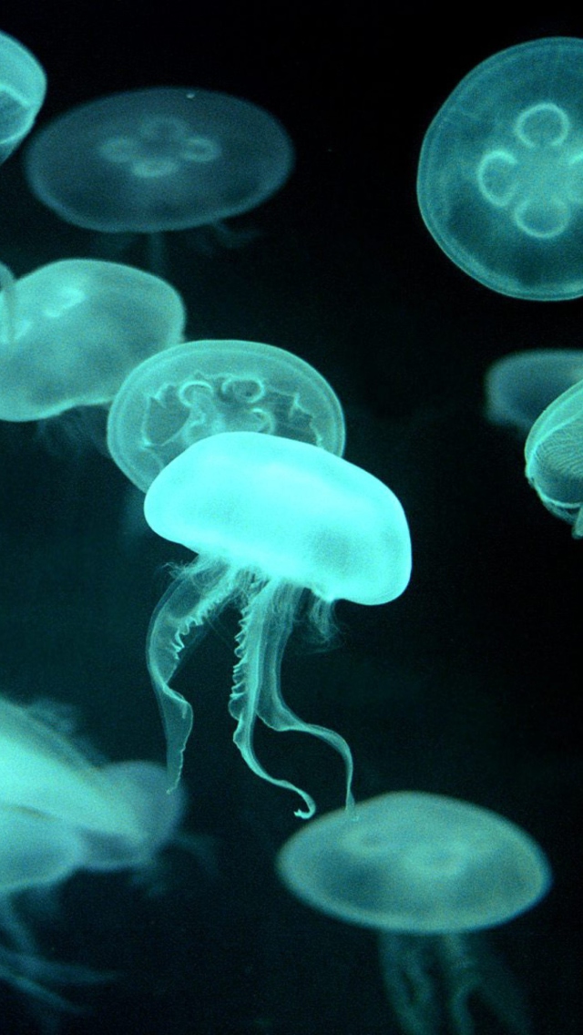 Fondo de pantalla Jellyfish 640x1136