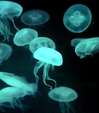 Jellyfish Wallpaper for Nokia C1-01