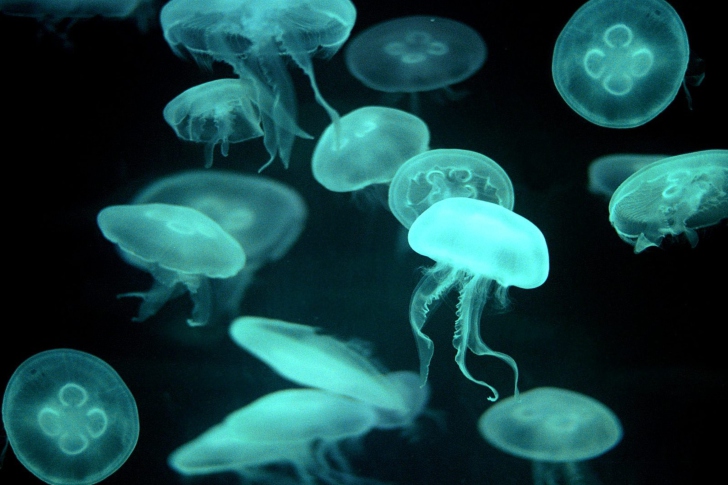 Fondo de pantalla Jellyfish