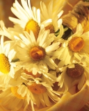 Das Daisies Wallpaper 128x160