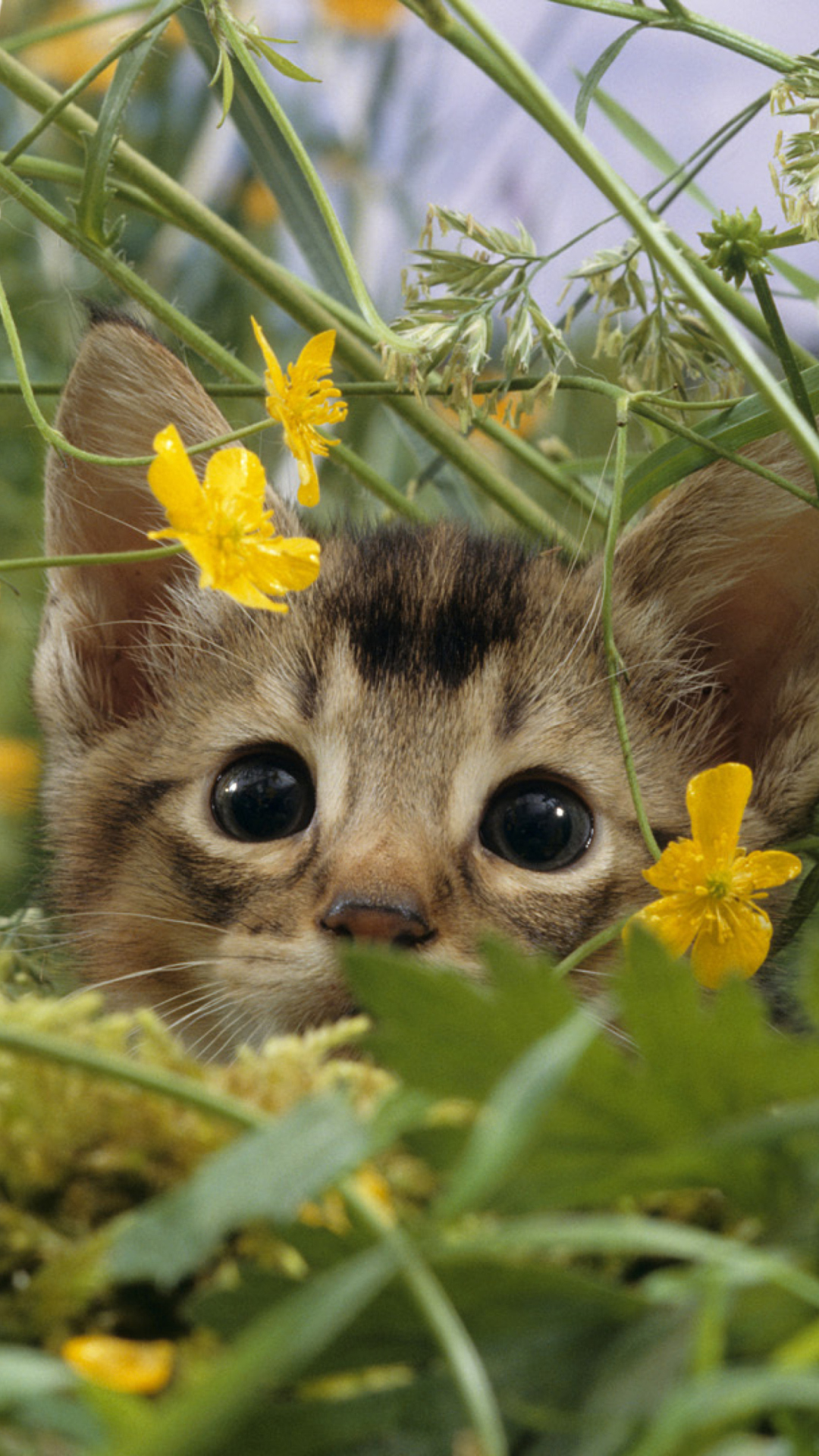 Fondo de pantalla Kitten Hiding Behind Yellow Flowers 1080x1920