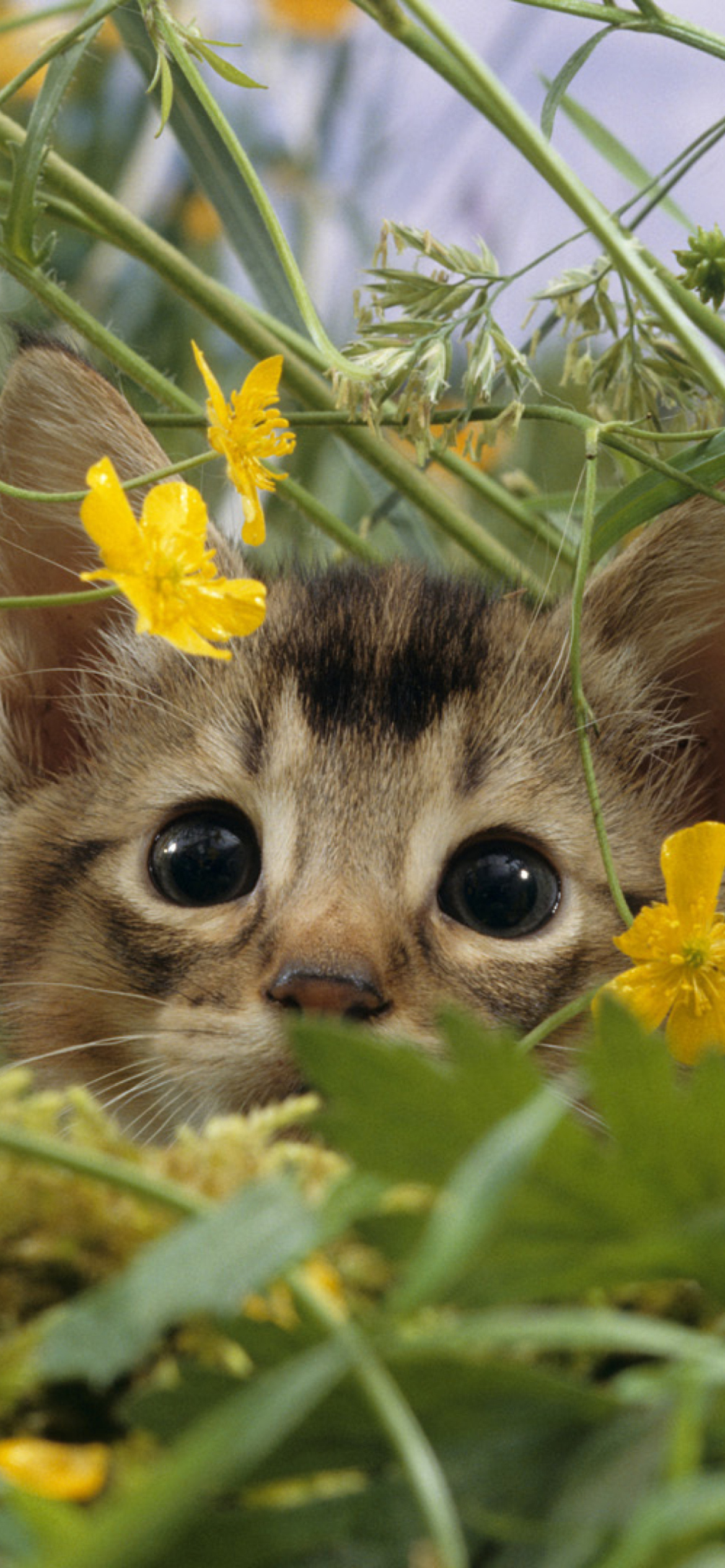 Fondo de pantalla Kitten Hiding Behind Yellow Flowers 1170x2532
