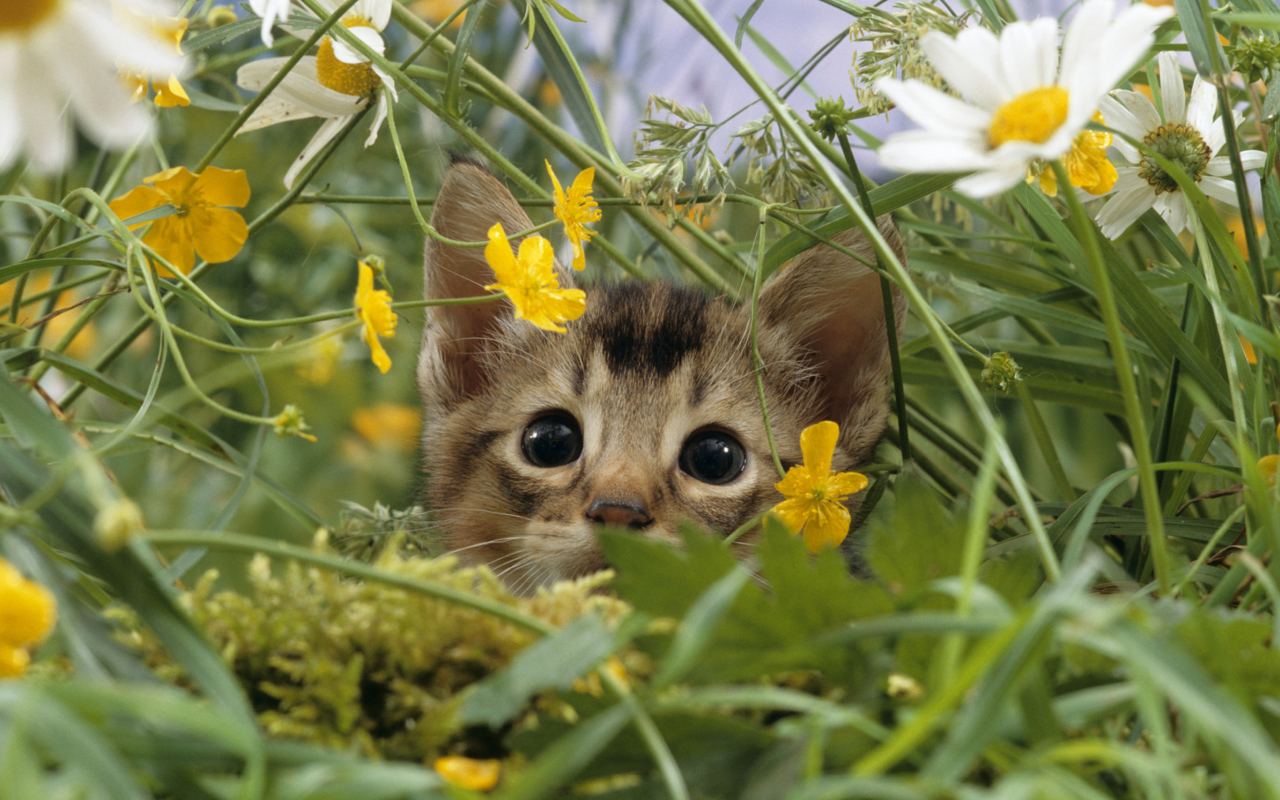 Fondo de pantalla Kitten Hiding Behind Yellow Flowers 1280x800