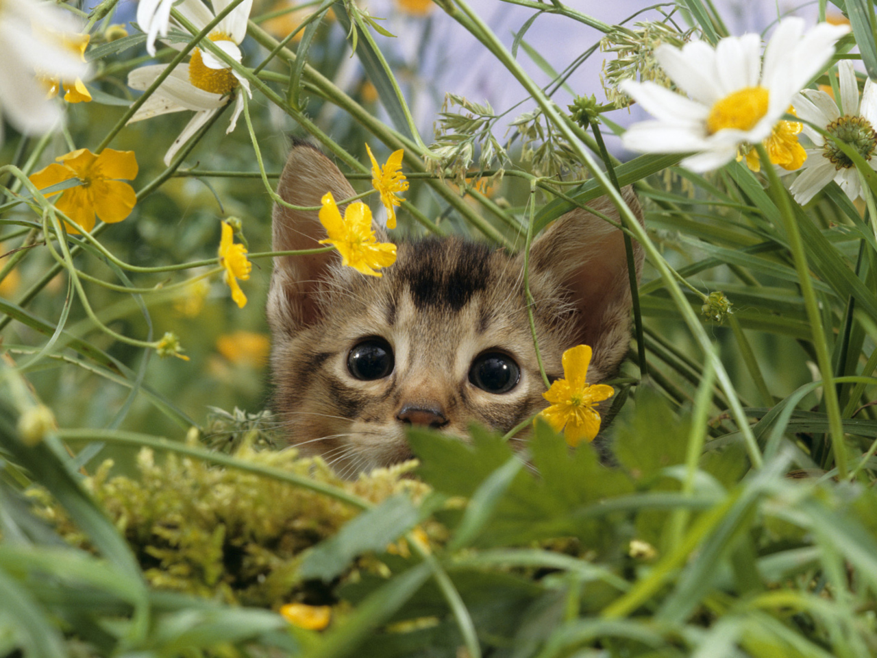 Fondo de pantalla Kitten Hiding Behind Yellow Flowers 1280x960