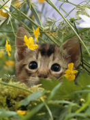 Das Kitten Hiding Behind Yellow Flowers Wallpaper 132x176