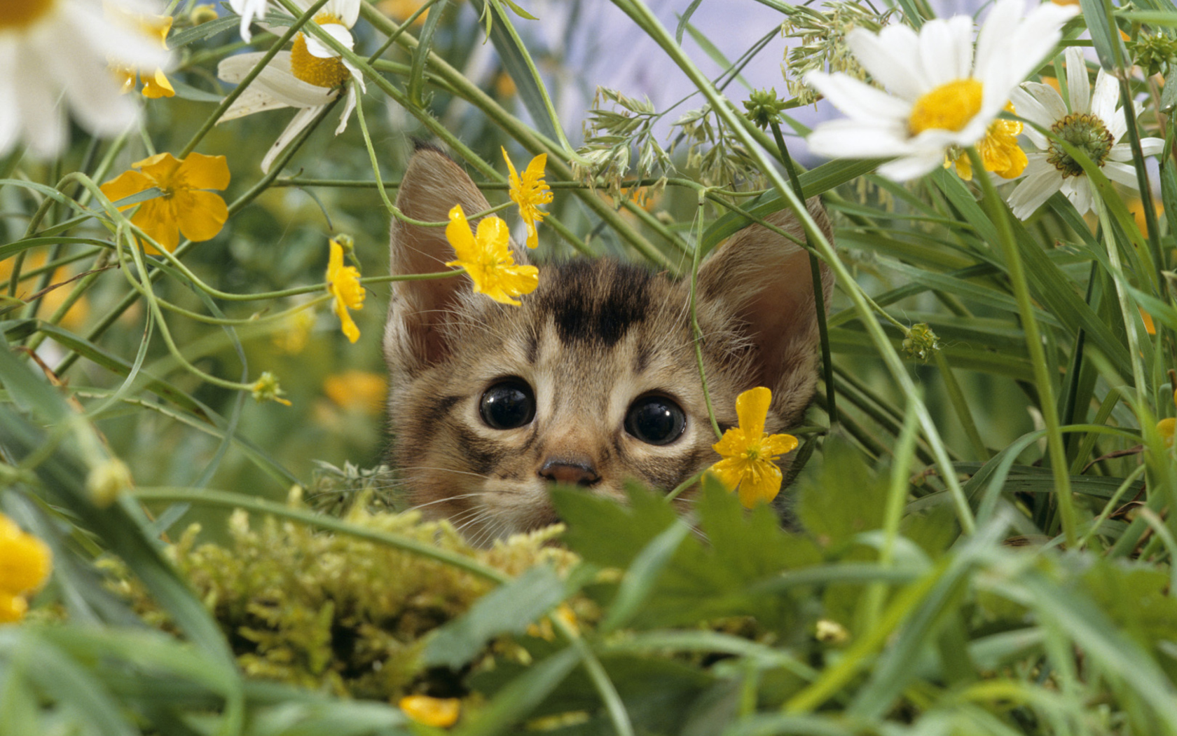 Fondo de pantalla Kitten Hiding Behind Yellow Flowers 1680x1050