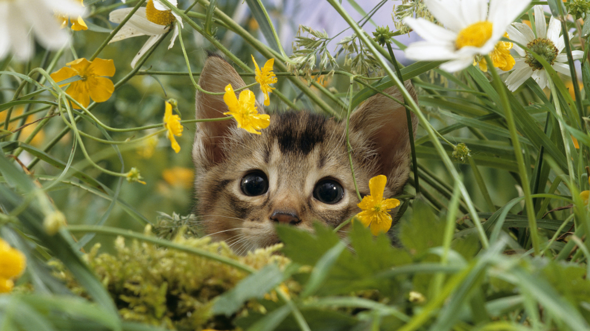 Das Kitten Hiding Behind Yellow Flowers Wallpaper 1920x1080