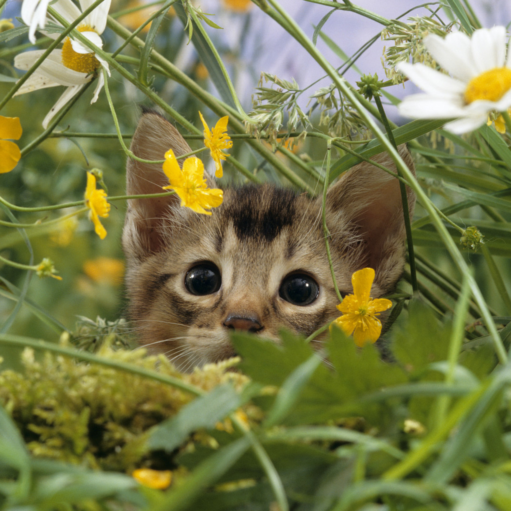 Sfondi Kitten Hiding Behind Yellow Flowers 2048x2048