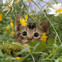 Screenshot №1 pro téma Kitten Hiding Behind Yellow Flowers 208x208