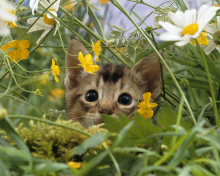 Обои Kitten Hiding Behind Yellow Flowers 220x176