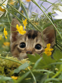 Das Kitten Hiding Behind Yellow Flowers Wallpaper 240x320