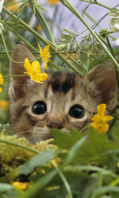 Обои Kitten Hiding Behind Yellow Flowers 240x400
