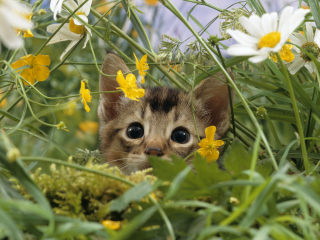 Das Kitten Hiding Behind Yellow Flowers Wallpaper 320x240