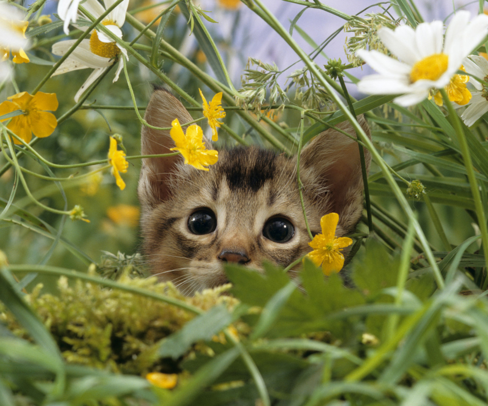 Обои Kitten Hiding Behind Yellow Flowers 960x800