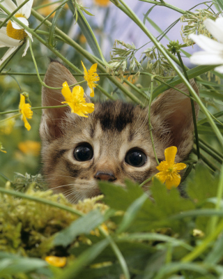 Kitten Hiding Behind Yellow Flowers sfondi gratuiti per Nokia 5800 XpressMusic