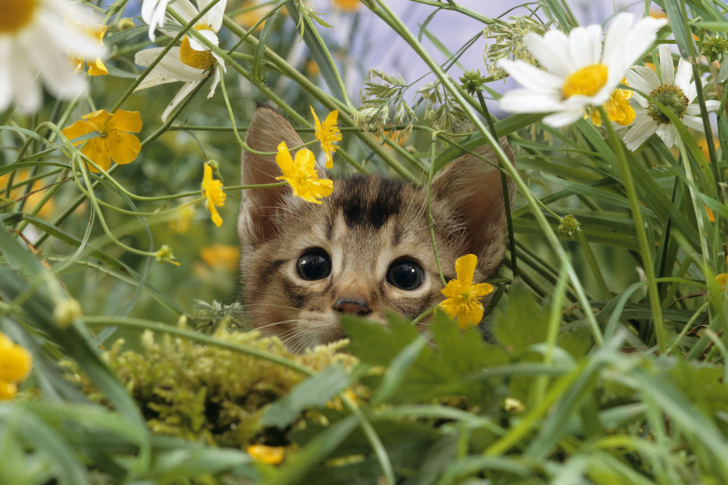 Kitten Hiding Behind Yellow Flowers wallpaper