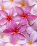 Pinky Flowers wallpaper 128x160