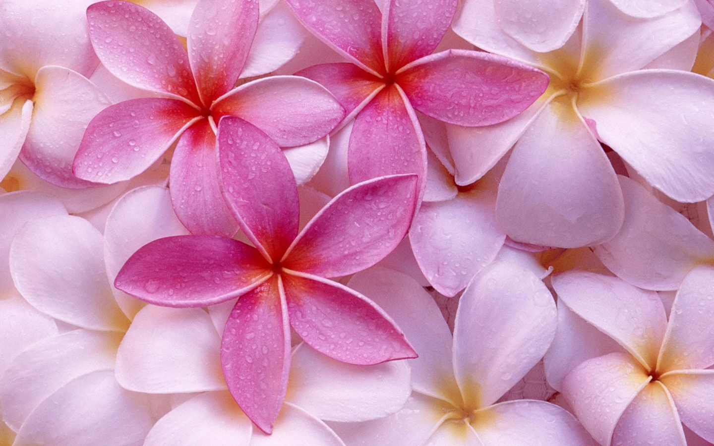 Das Pinky Flowers Wallpaper 1440x900
