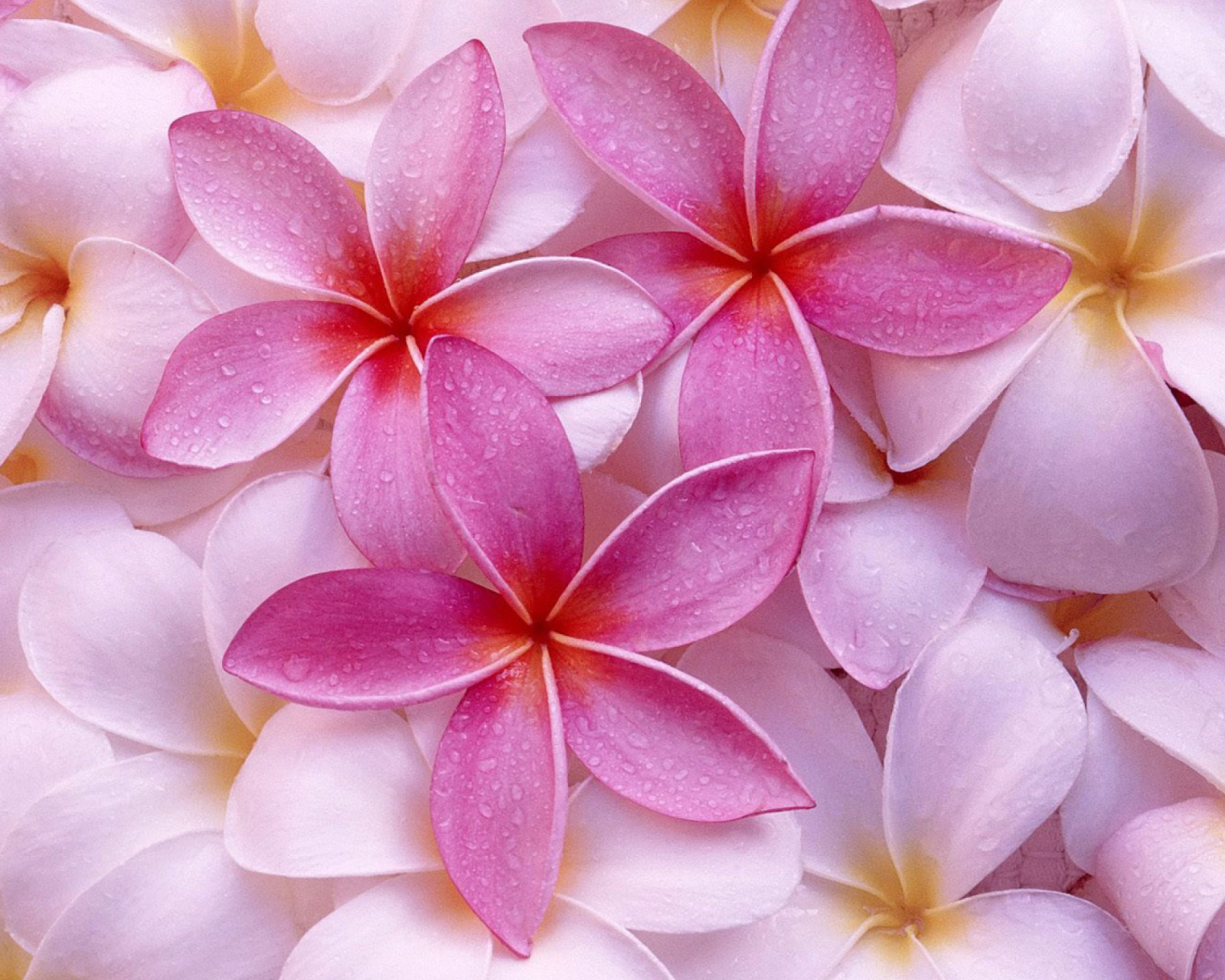 Обои Pinky Flowers 1600x1280